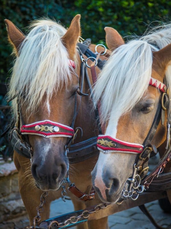 maxmann horse 3736769 1920