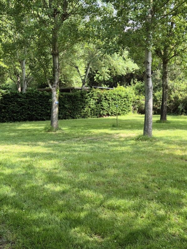 Espace vert arboré avec pelouse verte et haie dense