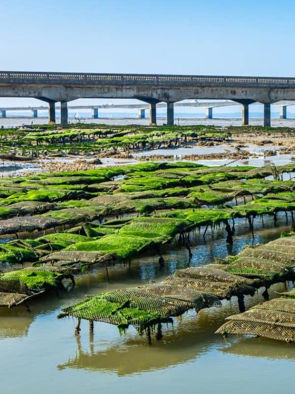 ostreic basin